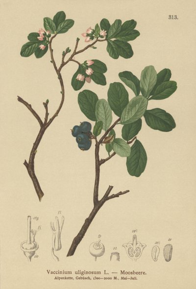 Bog Bilberry by German School